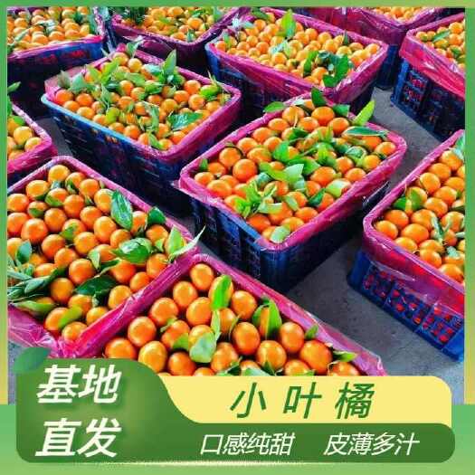 华宁县蜜橘  小叶橘 砂糖橘货源充足 皮薄多汁 入口化渣