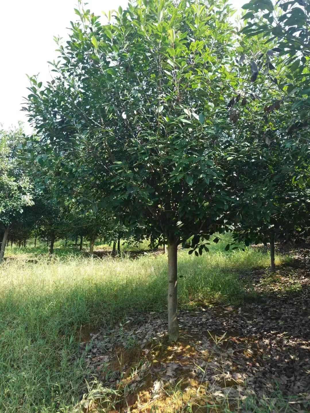 石楠树 8公分10公分12公分15公分价格