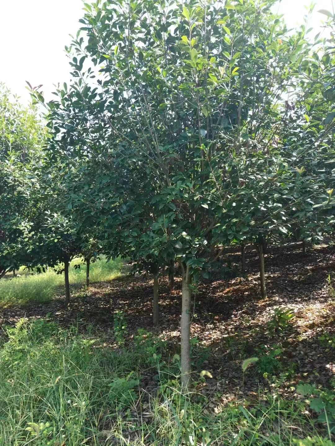 石楠树 8公分10公分12公分15公分价格