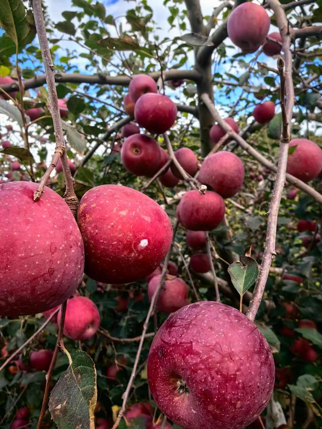 大理剑川马登野苹果，自然生长成熟，绿色。应季苹果，一年一季。