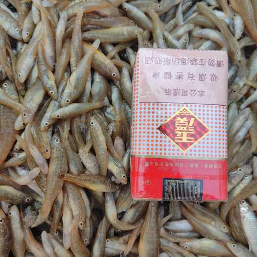 哈尔滨山根鱼 小黄鱼 爬地虎 山坑鱼 石头鱼