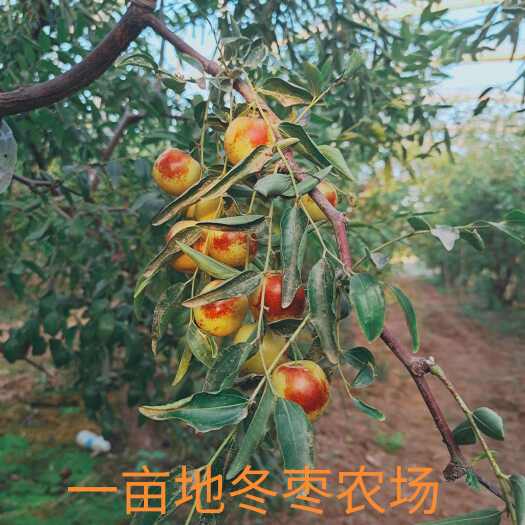 家有一亩地冬枣产地供应链对接市场电商一件代发渠道订单落地配