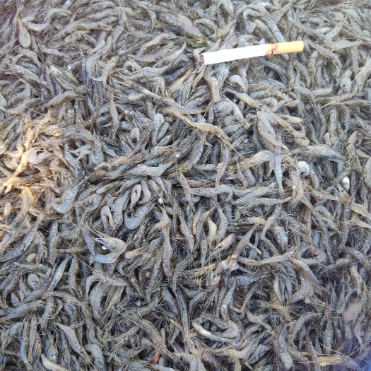 哈尔滨东北草虾 河虾 青虾 北方花腰虾 蹦蹦虾
