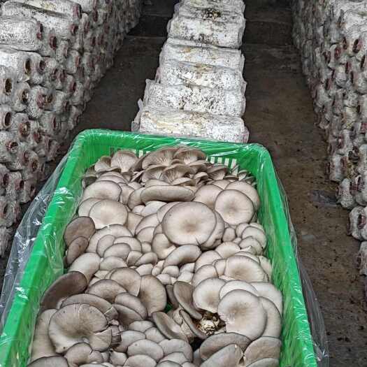 弥勒市平菇鲜平菇 基地供应 量大质优 价格优惠 一手货源 欢迎