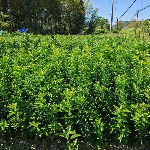 油皮金桔苗，基地直销，一手货源全国发货