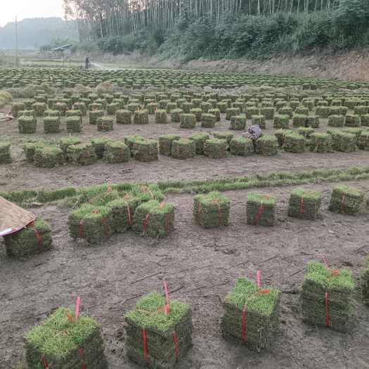 融安县马尼拉草皮批发
