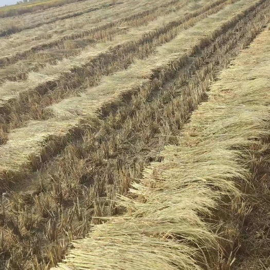 盘锦治沙稻草大量出售