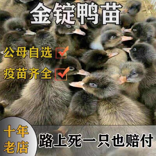 襄城县（平台严选店）金锭鸭苗 厂家直销 包防疫 送货上门满意付款