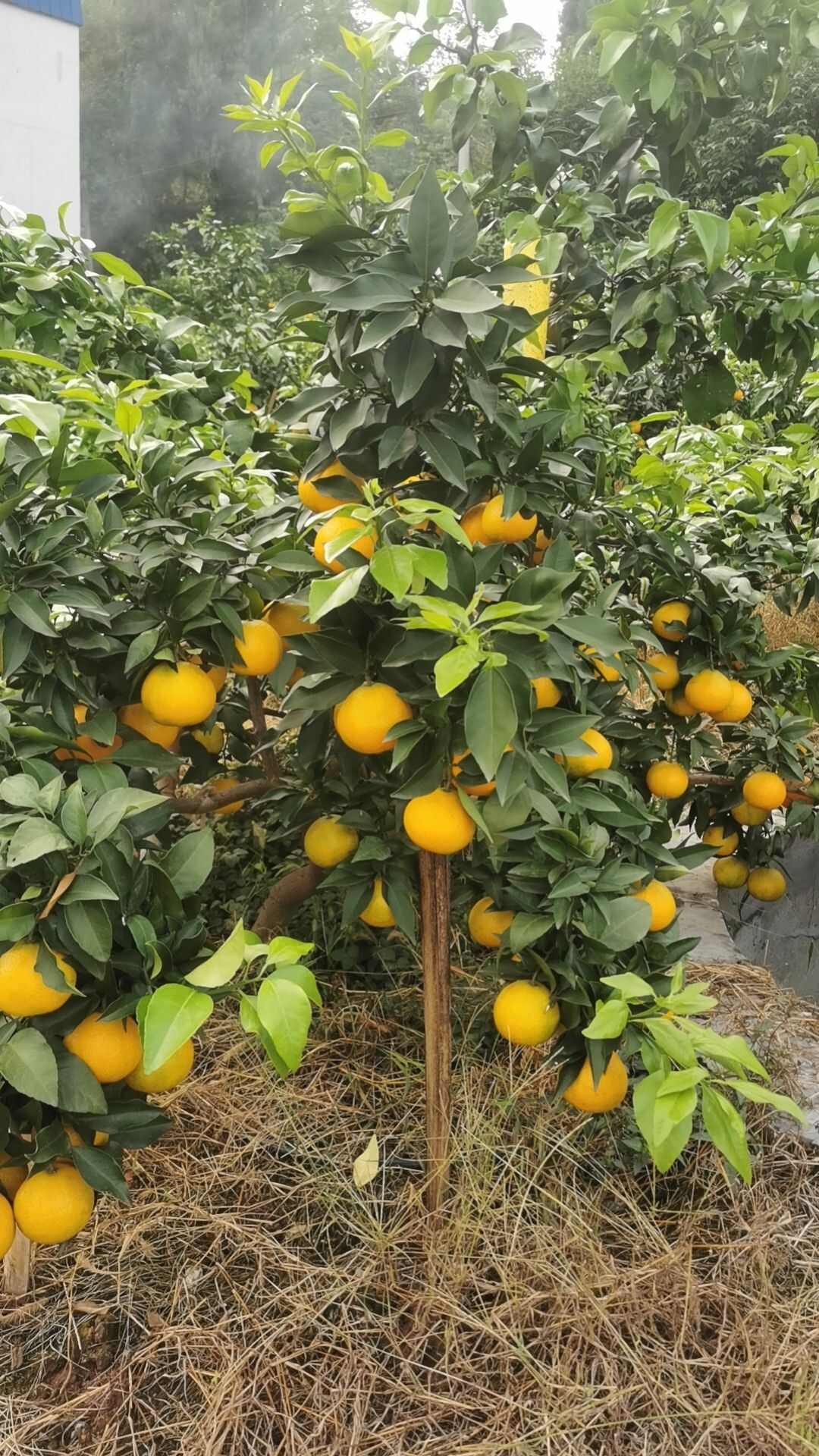 爱媛果冻橙38号