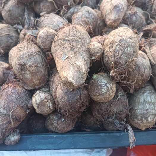 山东五莲新鲜毛芋头 绿色生态种植 根茎蔬菜农产品 直销批发
