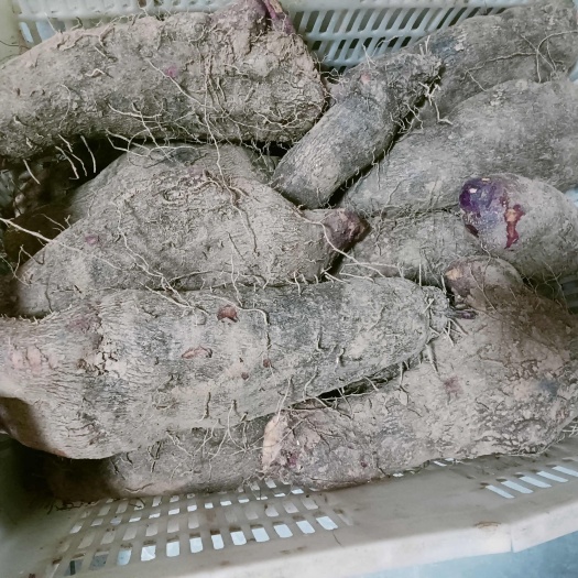 长汀县福建长汀大薯，红皮白芯大薯
