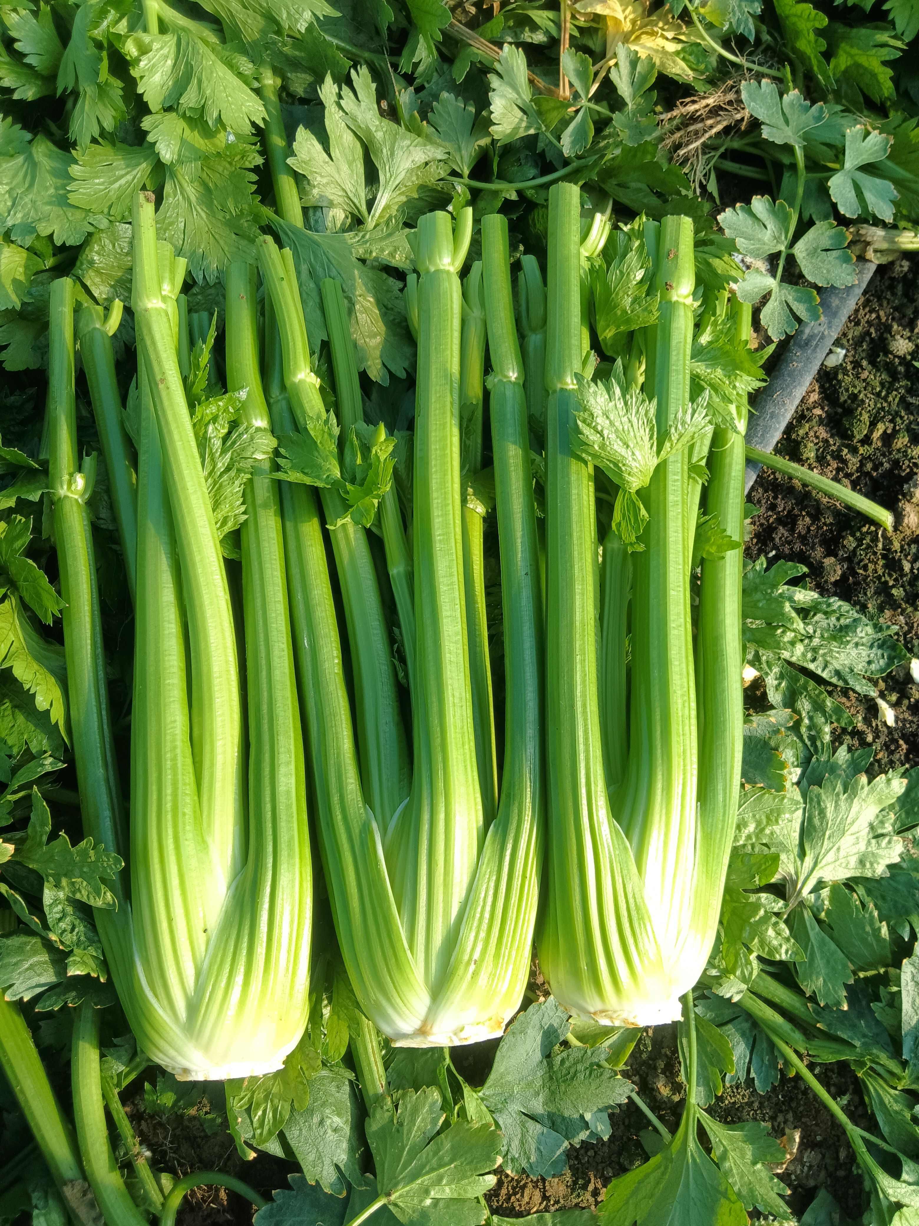 沈阳精品西芹