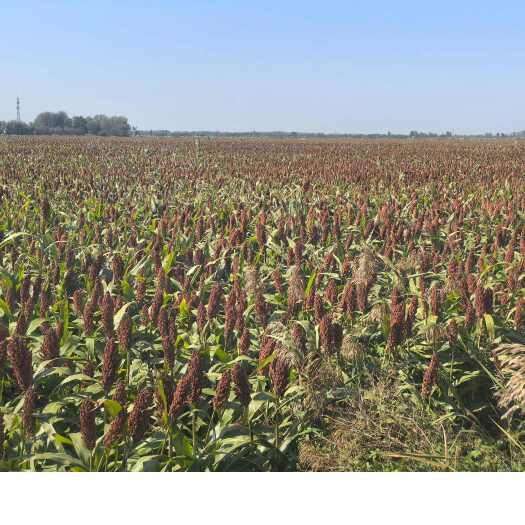 华阴市本人种植糯高粱，亩产1250斤，种植面积3000亩