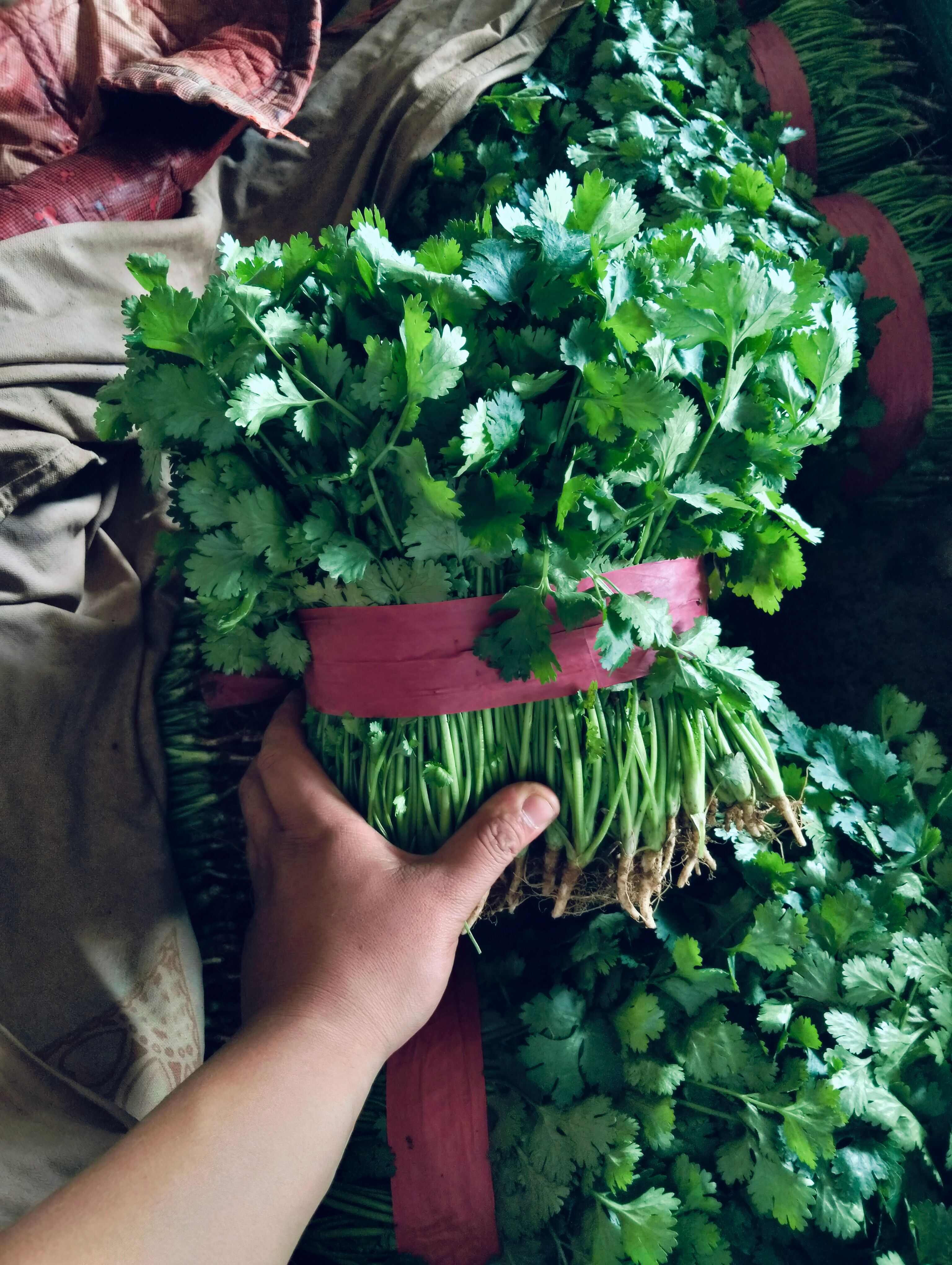 精品香菜常年有貨，大葉，中葉，通通有貨