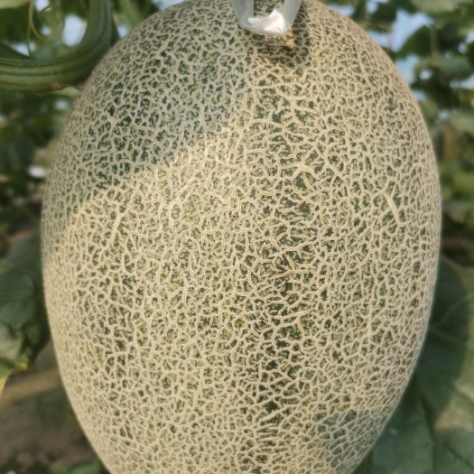 颍上县西州蜜