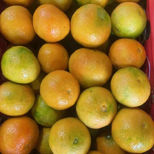 邯郸橙子