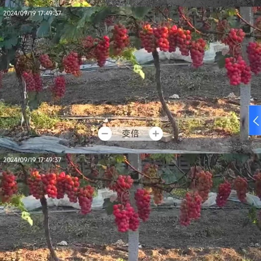 永济市妮娜皇后