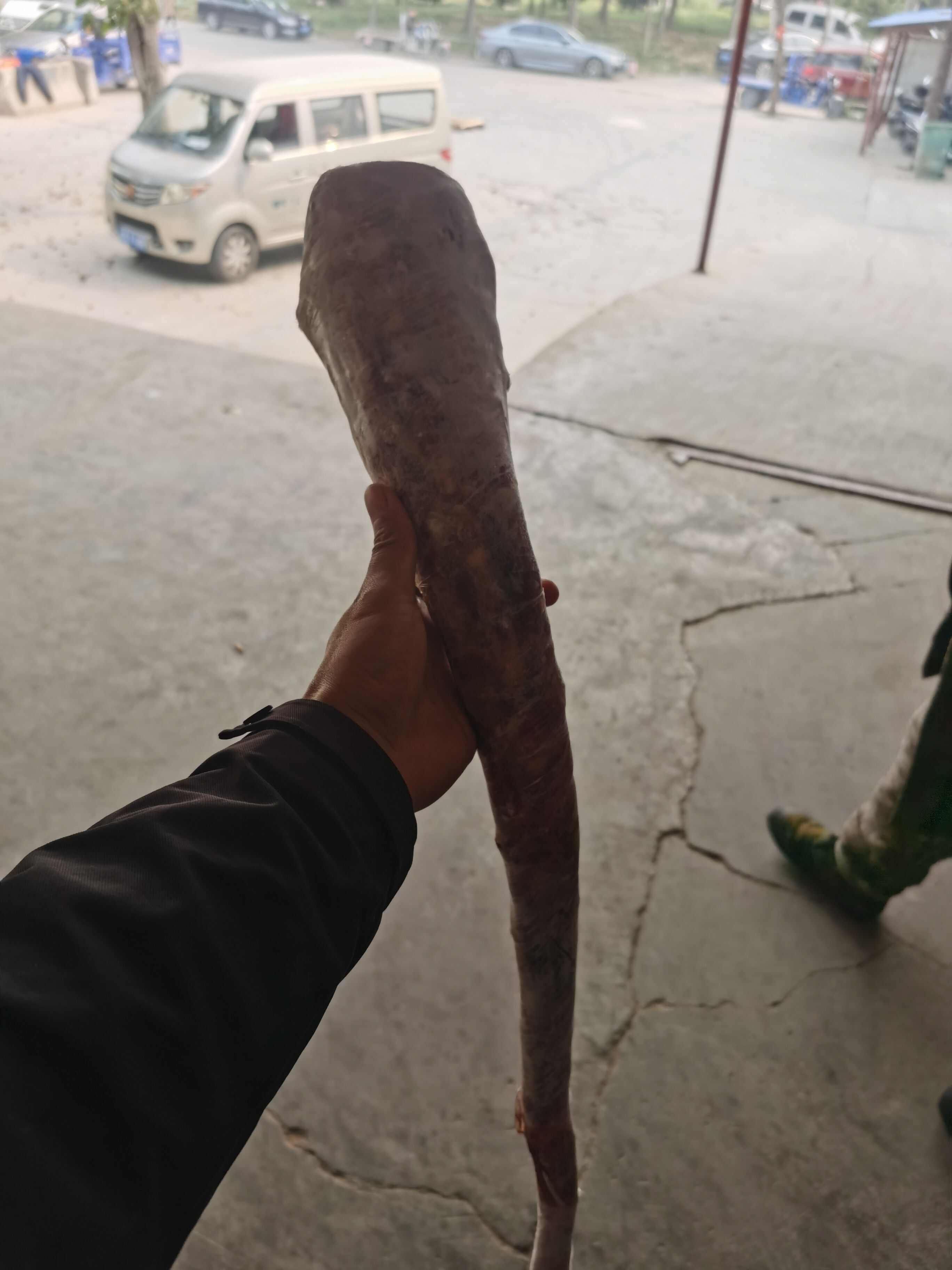 郑州国产牛尾鲜冻牛尾净牛尾黄牛尾