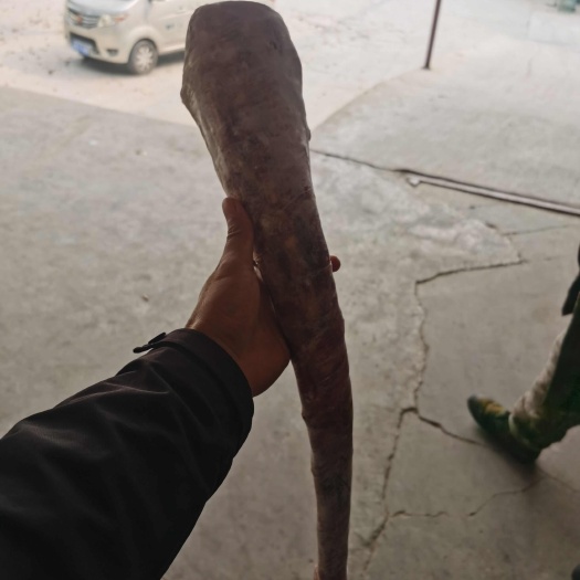 鄭州國產牛尾鮮凍牛尾凈牛尾一手貨源