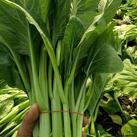 南通广东菜心