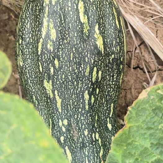 新野县南瓜