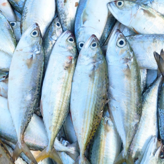 北海巴浪鱼、花池鱼、4~5条一斤长期有量适合各种餐饮用料