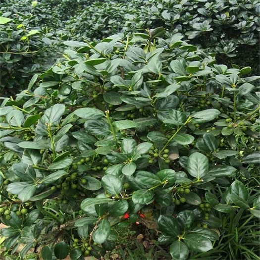 杭州无刺构骨球大量供应，欢迎电话咨询