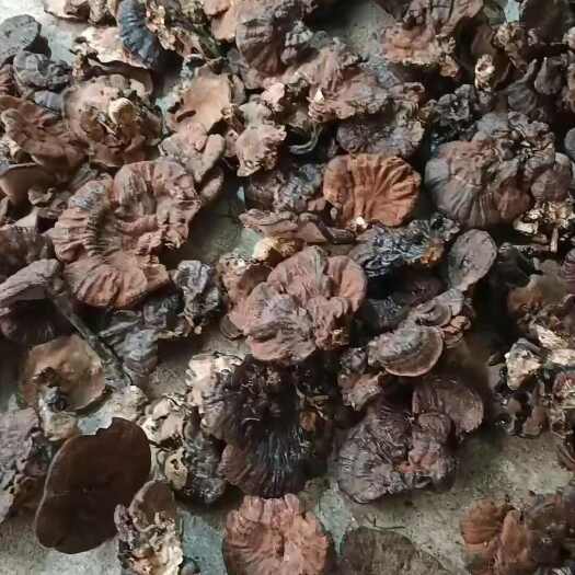 寻乌县林下种植紫灵芝不苦黑灵芝短脚粉灵芝