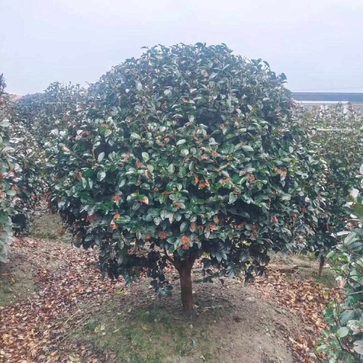 临海市茶梅球大量供应，欢迎电话咨询