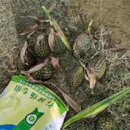 山菠萝