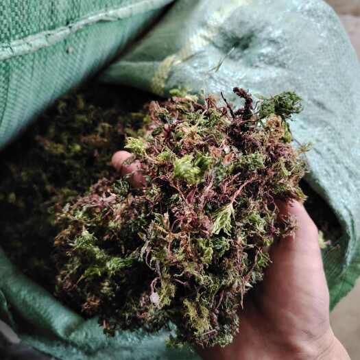 保山云南回心草回心草中药材精选药用级天然无硫中草药