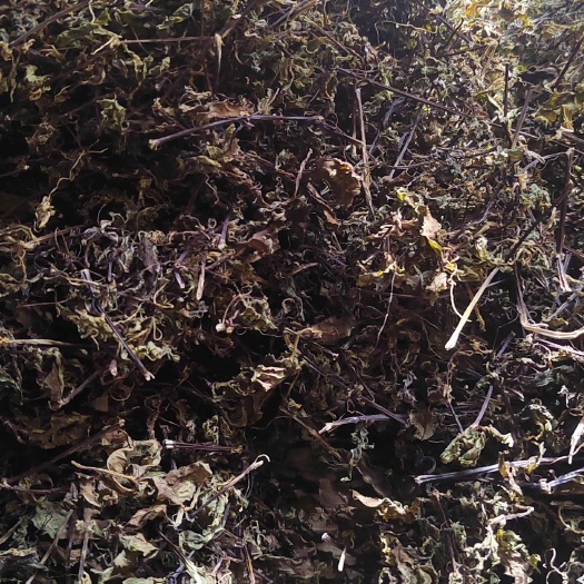 凌云县三叶青茶