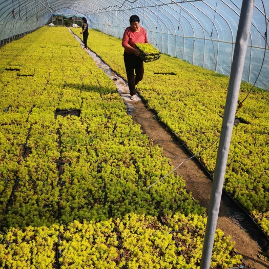 沭阳县金叶（绿叶）佛甲草方盘屋顶绿化专用草坪送货上门