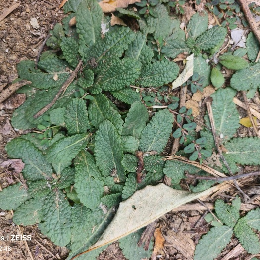 确山县【蛤蟆草】荔枝草，全株，颜色靓丽。山区特产。当年新货