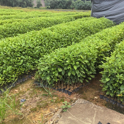 广州醉香含笑树苗50公分高起