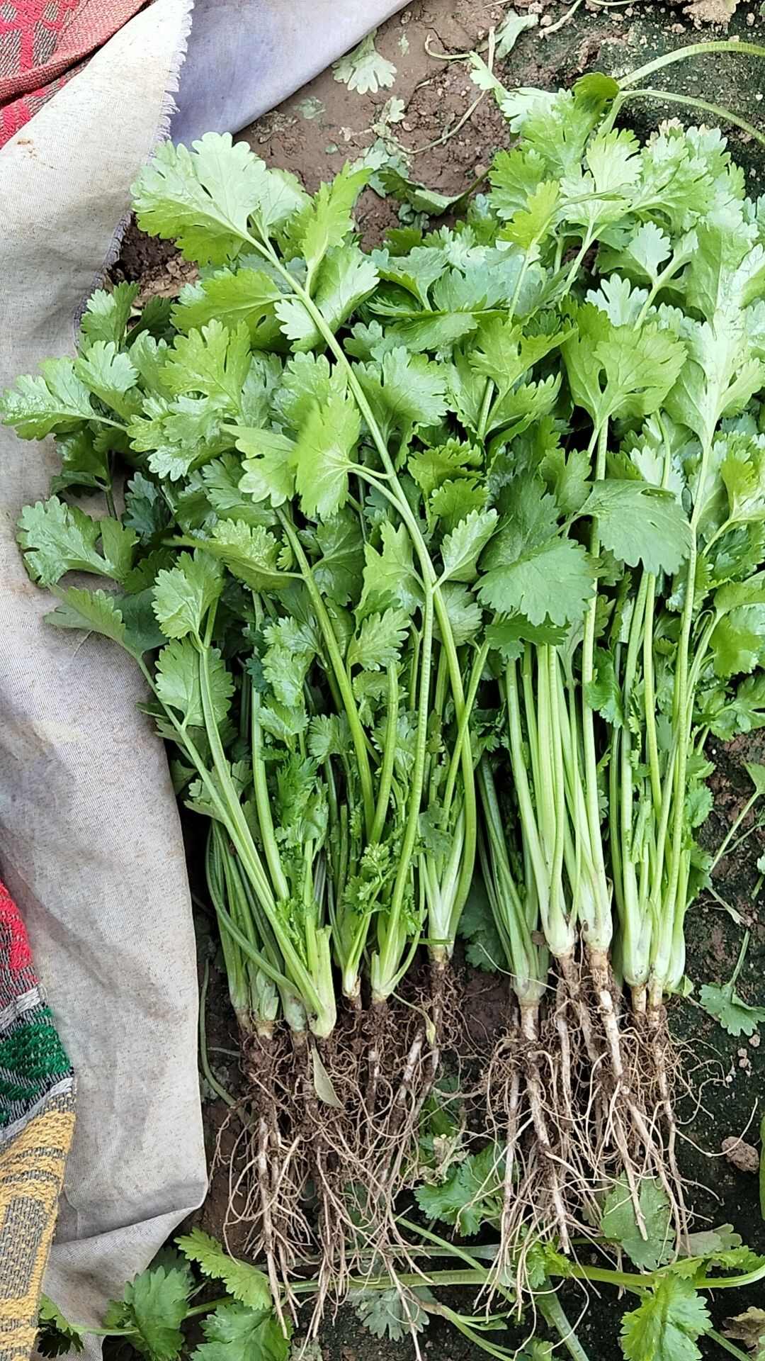 精品香菜常年有貨，大葉，中葉，通通有貨