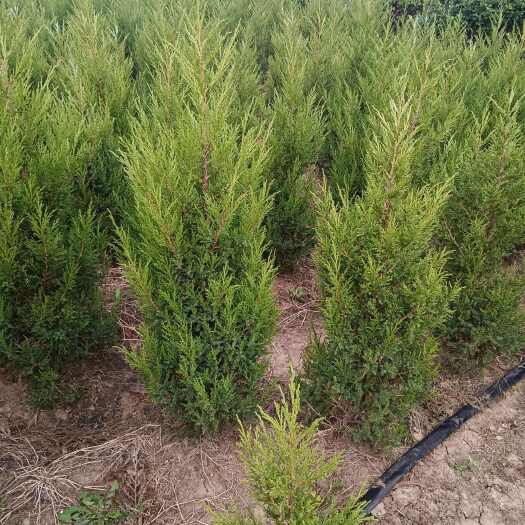新沂市蜀块1.5米大量供应。