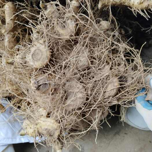 霍山县多花倒苗黄精种芽