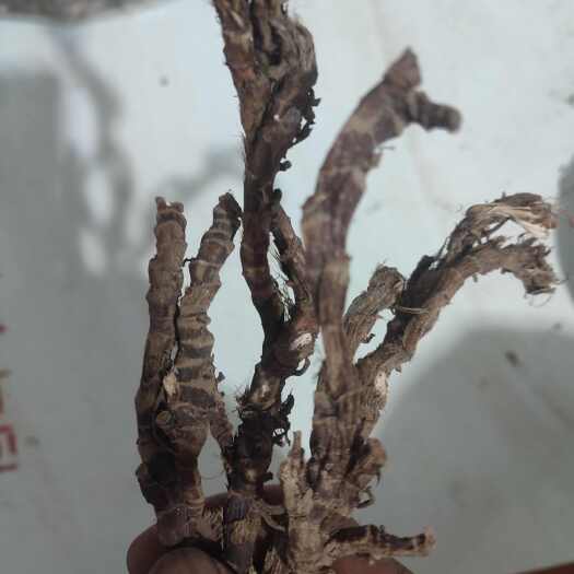新县石菖蒲，大别山石菖蒲