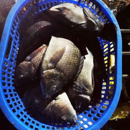 中山市吊水脆肉罗非