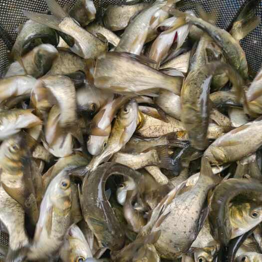 重庆市花莲鱼苗