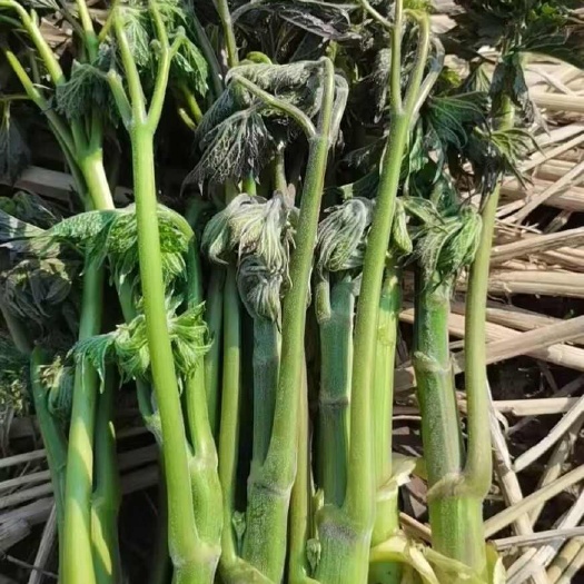桓仁县北升麻苗，兴安升麻，大三叶，苦龙牙苗，升麻，苦嫩芽