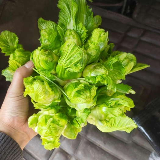 芦山县儿菜，大量有货，需要的联系