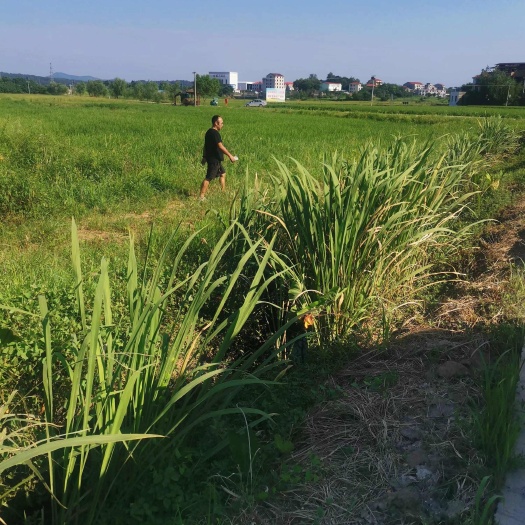 衡阳湖南衡阳地区   水稻田村集体资源出租