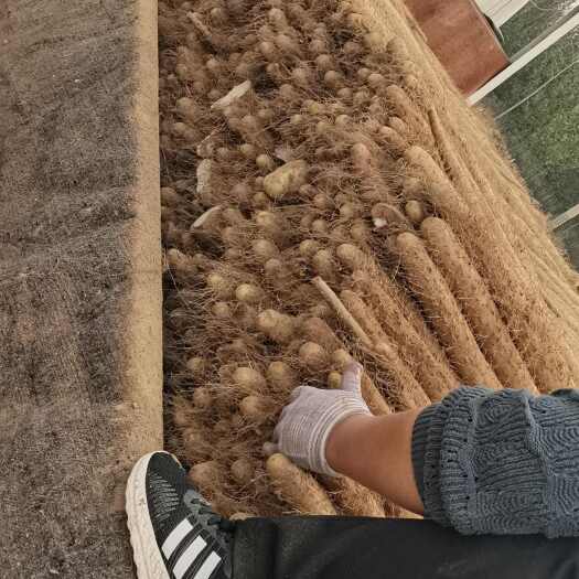 莘县现挖山药，山药大量供应。诚信交易，发往全国各地，欢迎新老客户