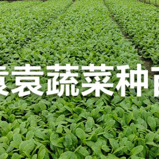 眉山三青莴笋苗
