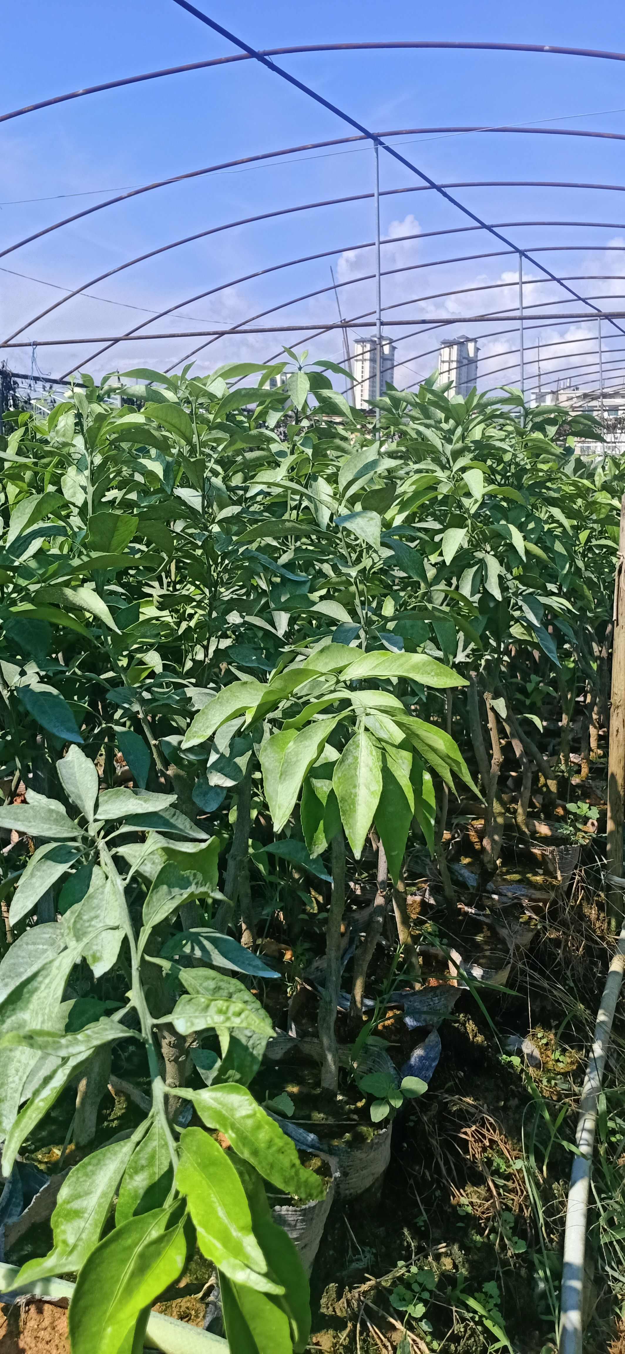 新品“红美人”蜜柚树苗新鲜出圃，现挖现发，包邮