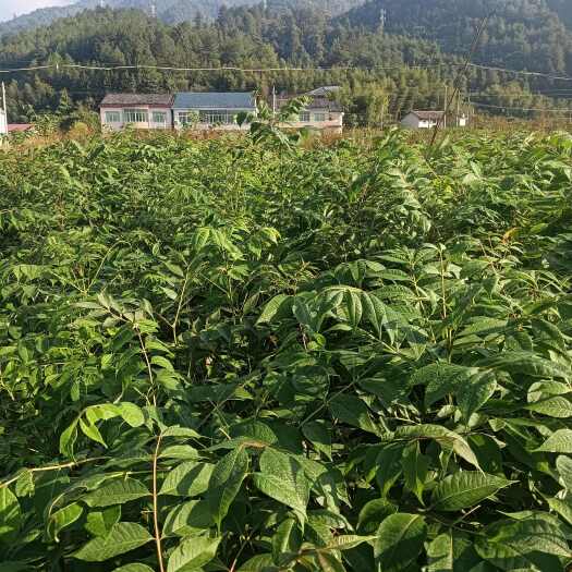 炎陵县湖南株洲炎陵县优质黄柏种苗基地直销