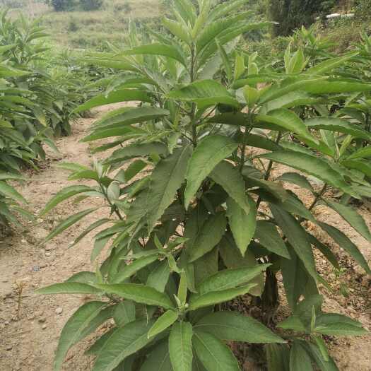 望谟县2024年贵州省望谟县艾纳香种植散户价格面议
