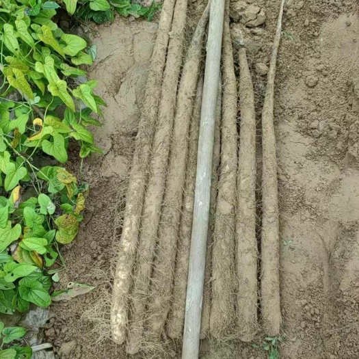 邱县万亩山药基地 双棒 麻山药 白玉  小白嘴 铁杆品种多多
